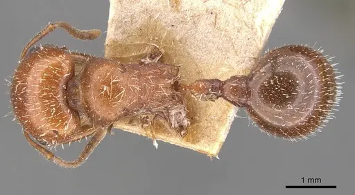 Pogonomyrmex tenuispinus - CASENT0907666