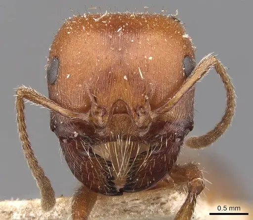 Pogonomyrmex tenuispinus - CASENT0907666