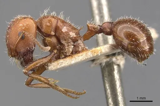 Pogonomyrmex tenuispinus - CASENT0907666