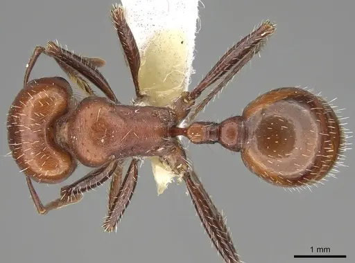 Pogonomyrmex tenuispinus - CASENT0914137