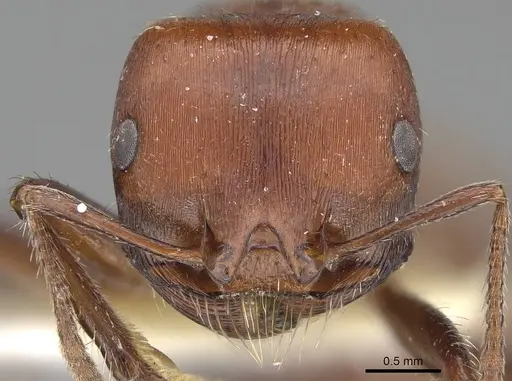 Pogonomyrmex tenuispinus - CASENT0914137