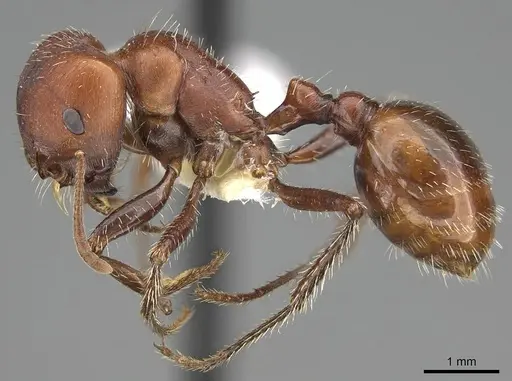 Pogonomyrmex tenuispinus - CASENT0914137