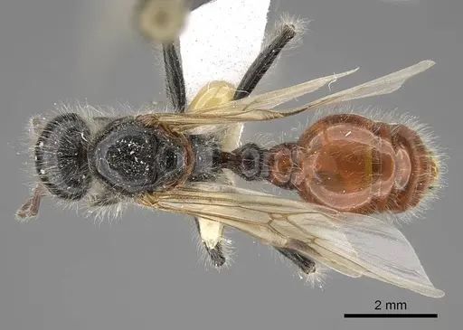 Pogonomyrmex tenuispinus - CASENT0914138