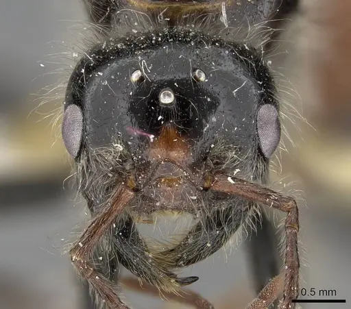 Pogonomyrmex tenuispinus - CASENT0914138