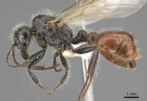 Pogonomyrmex tenuispinus - CASENT0914138