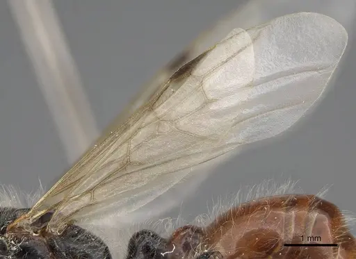 Pogonomyrmex tenuispinus - CASENT0914138