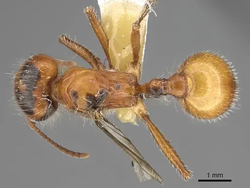 Pogonomyrmex tenuispinus - CASENT0914139