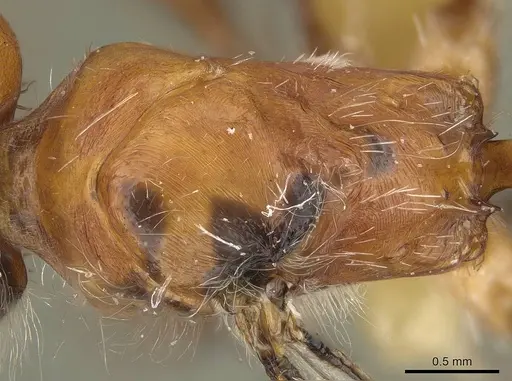 Pogonomyrmex tenuispinus - CASENT0914139