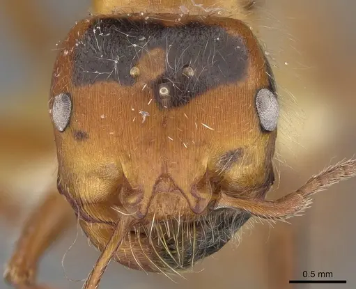 Pogonomyrmex tenuispinus - CASENT0914139