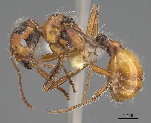 Pogonomyrmex tenuispinus - CASENT0914139