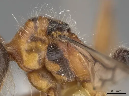 Pogonomyrmex tenuispinus - CASENT0914139