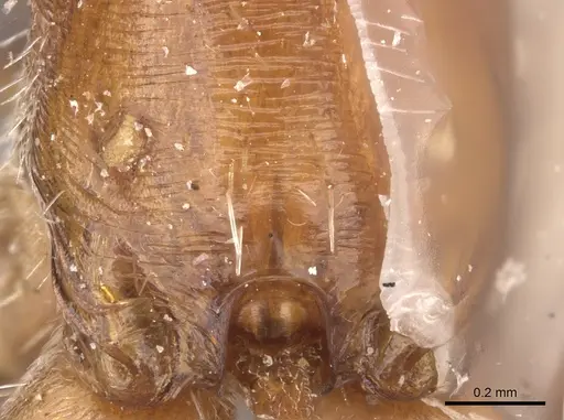 Pogonomyrmex texanus specimen