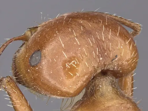 Pogonomyrmex texanus specimen
