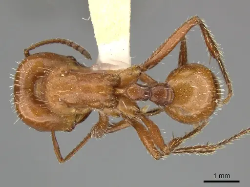 Pogonomyrmex texanus - CASENT0235312
