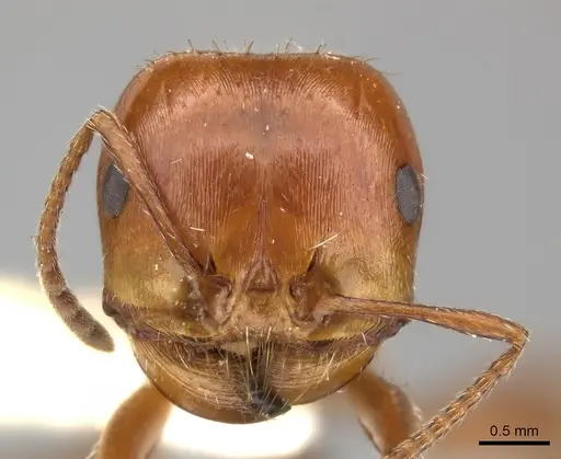 Pogonomyrmex texanus - CASENT0235312