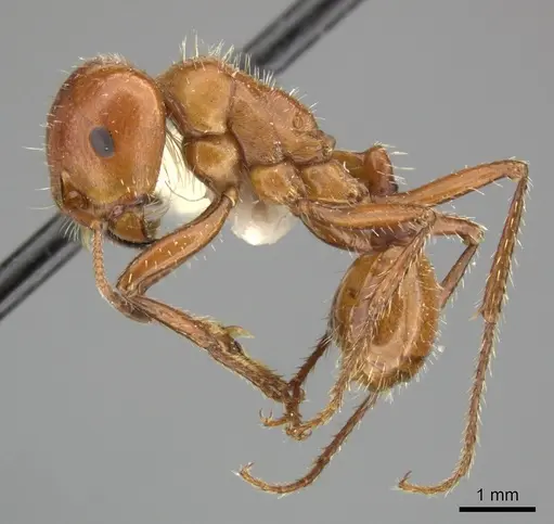Pogonomyrmex texanus - CASENT0235312