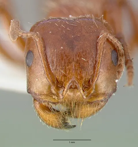 Pogonomyrmex texanus - CASTYPE14105