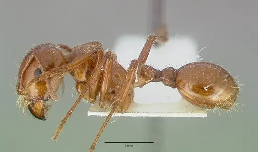 Pogonomyrmex texanus - CASTYPE14105