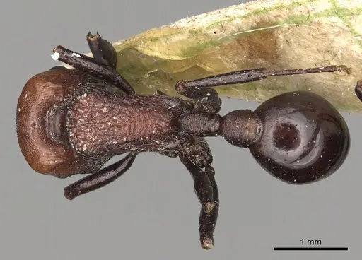 Pogonomyrmex theresiae specimen