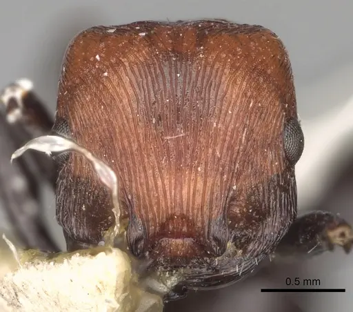 Pogonomyrmex theresiae specimen