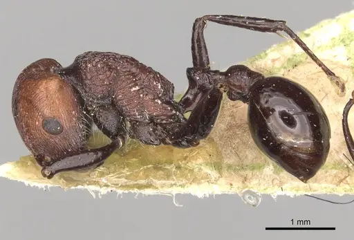 Pogonomyrmex theresiae specimen