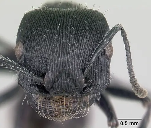 Pogonomyrmex tinogasta specimen