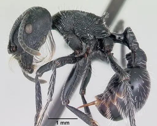 Pogonomyrmex tinogasta specimen