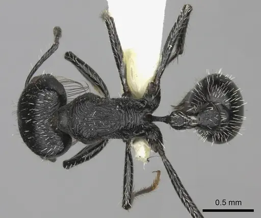 Pogonomyrmex tinogasta - CASENT0235286