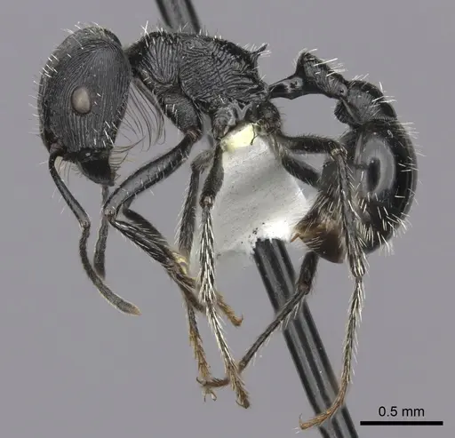 Pogonomyrmex tinogasta - CASENT0235286