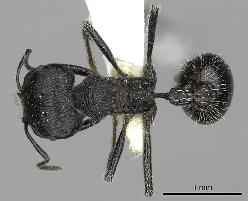 Pogonomyrmex tinogasta - CASENT0235287