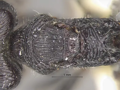 Pogonomyrmex tinogasta - CASENT0235287