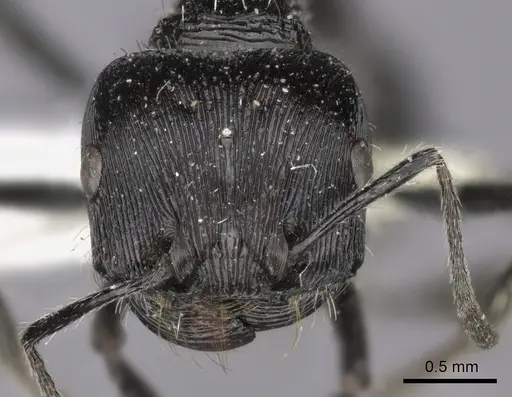 Pogonomyrmex tinogasta - CASENT0235287