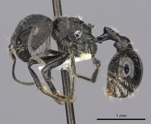 Pogonomyrmex tinogasta - CASENT0235287