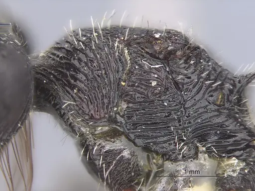 Pogonomyrmex tinogasta - CASENT0235287