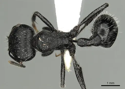 Pogonomyrmex tinogasta - CASENT0281107