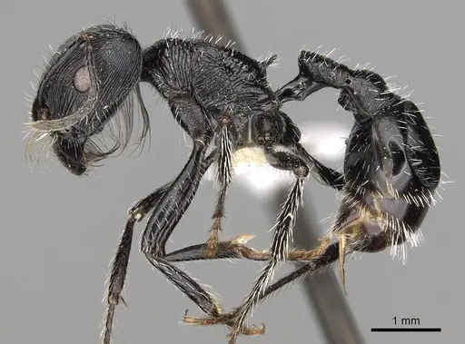 Pogonomyrmex tinogasta - CASENT0281107