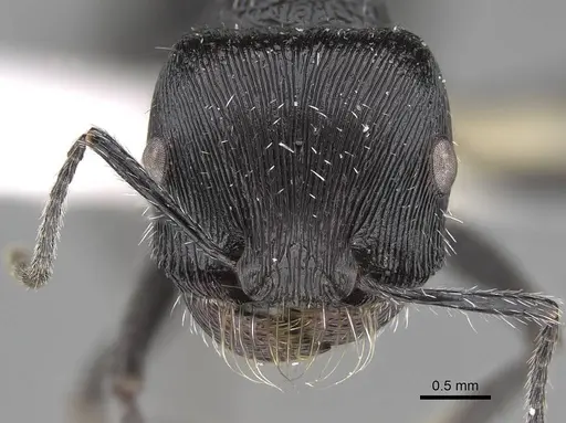 Pogonomyrmex tinogasta - CASENT0914133