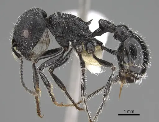 Pogonomyrmex tinogasta - CASENT0914133