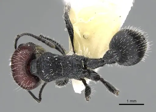 Pogonomyrmex varicolor specimen