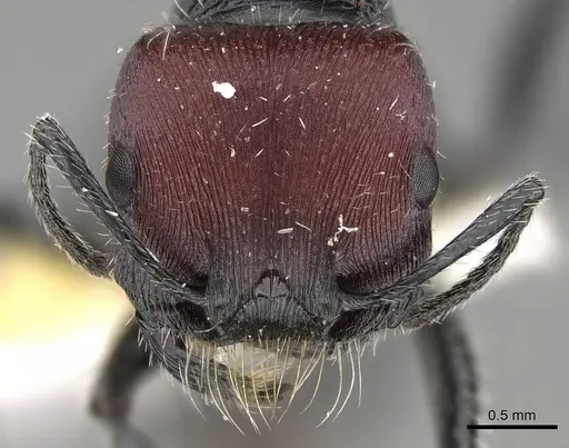 Pogonomyrmex varicolor specimen