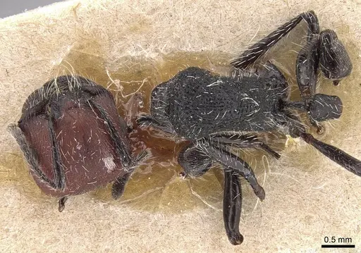 Pogonomyrmex vermiculatus specimen