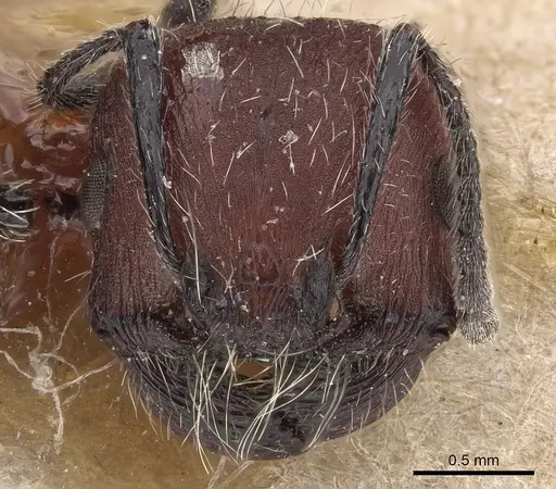 Pogonomyrmex vermiculatus specimen