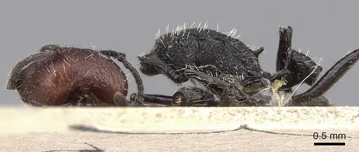 Pogonomyrmex vermiculatus specimen