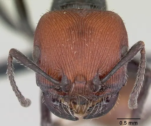Pogonomyrmex weiseri specimen