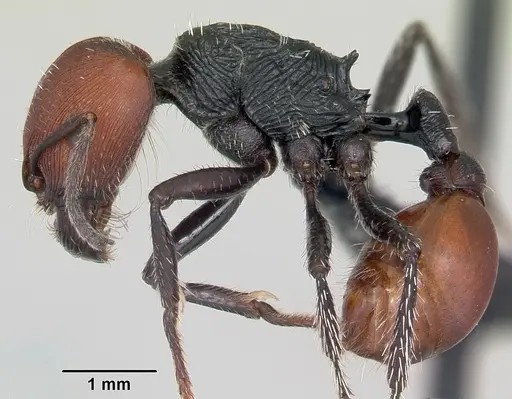 Pogonomyrmex weiseri specimen