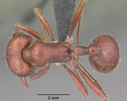 Pogonomyrmex wheeleri specimen