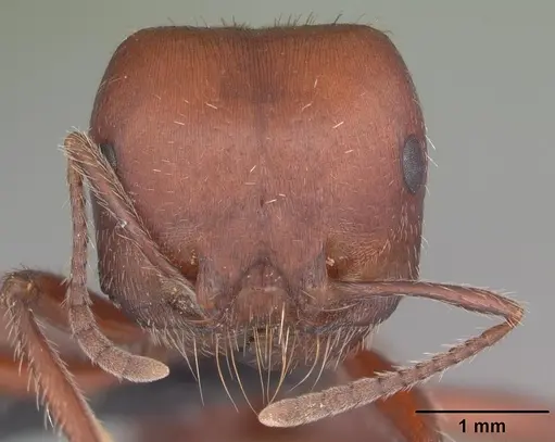 Pogonomyrmex wheeleri specimen