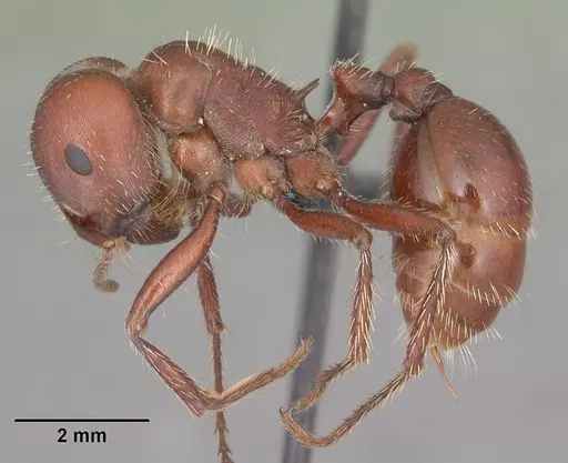 Pogonomyrmex wheeleri specimen