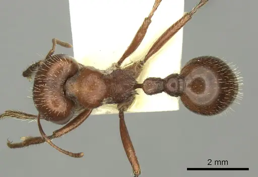 Pogonomyrmex wheeleri - CASENT0235332