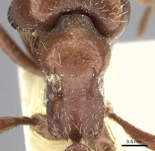 Pogonomyrmex wheeleri - CASENT0235332